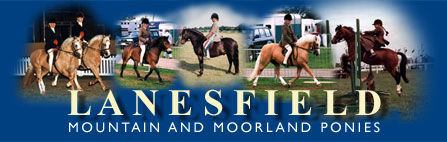 Lanesfield Mountain and Moorland Ponies