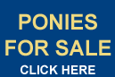 Ponies for Sale